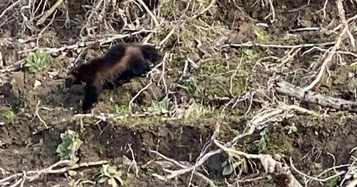 Another Wolverine Sighting in Oregon Gives Clues About Its Movement
