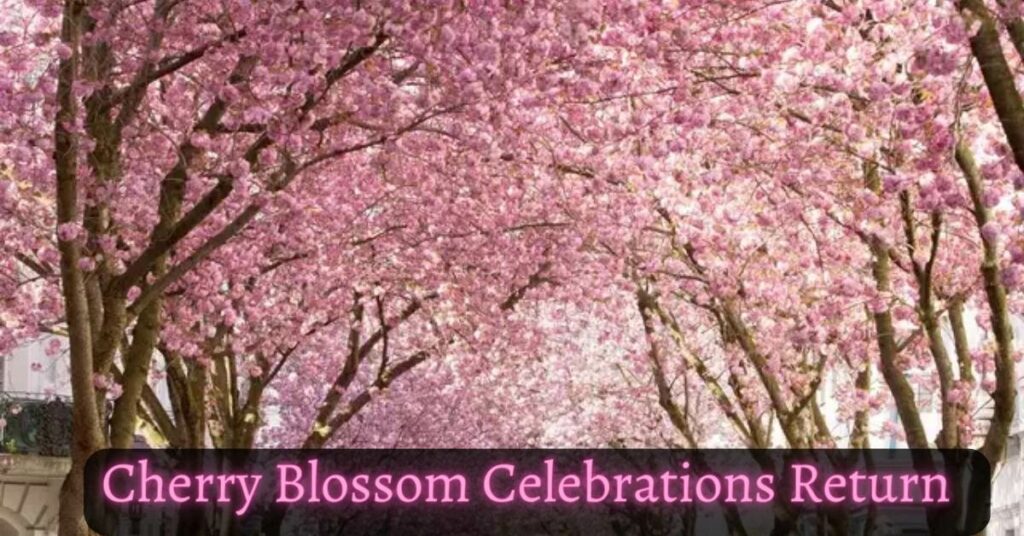 Cherry blossom celebrations return