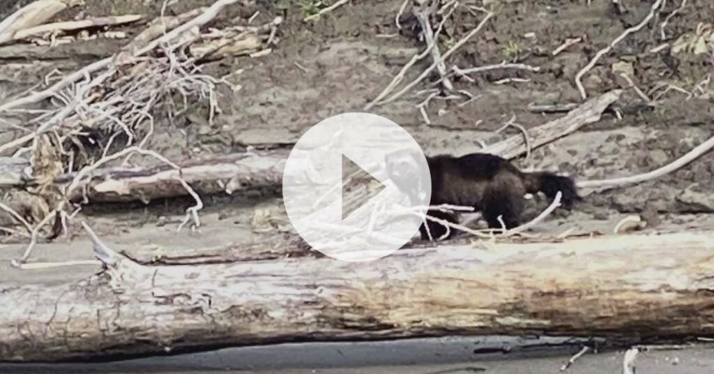 Another Wolverine Sighting in Oregon Gives Clues About Its Movement