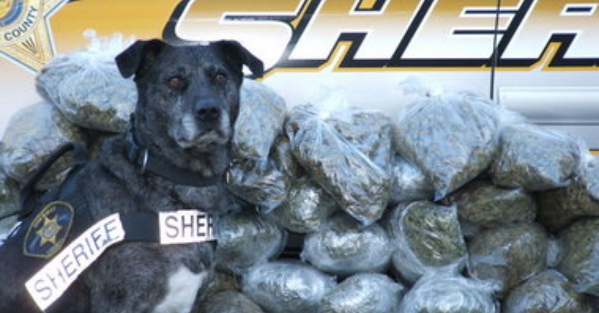 Narcotics Dog Uncovers Massive Drug Cache in Oregon 