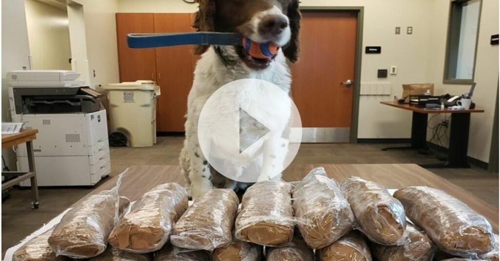 Narcotics Dog Uncovers Massive Drug Cache in Oregon