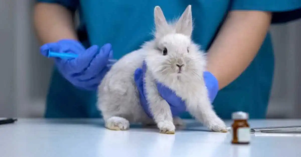 Oregon Considers Ban on Animal-Tested Cosmetics 