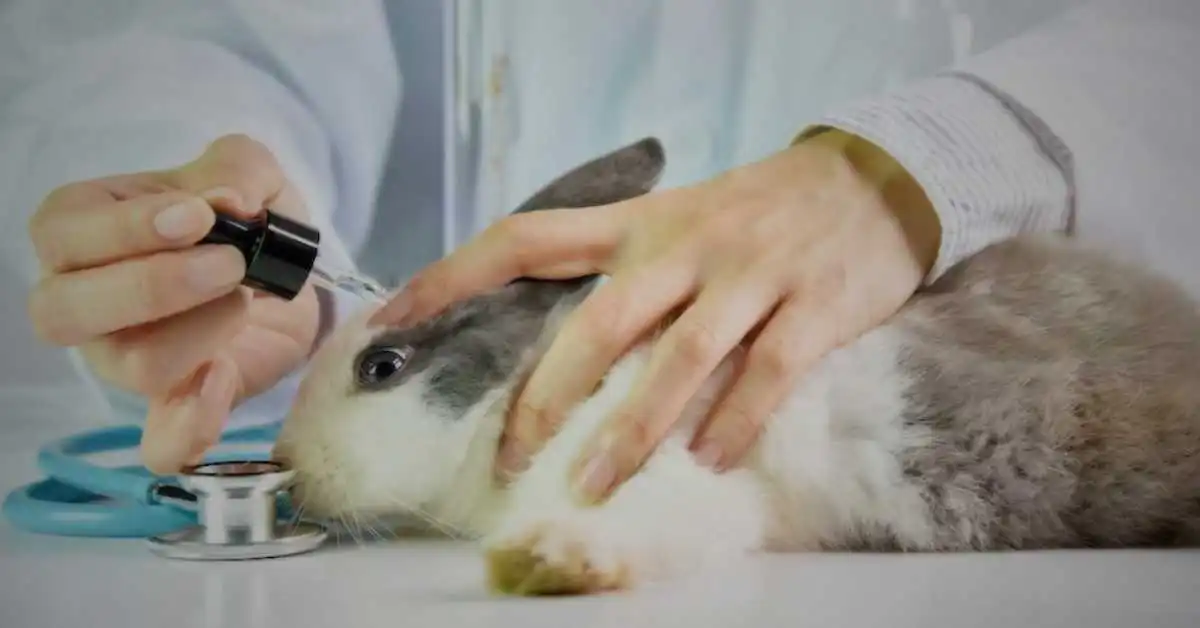 Oregon Considers Ban on Animal-Tested Cosmetics