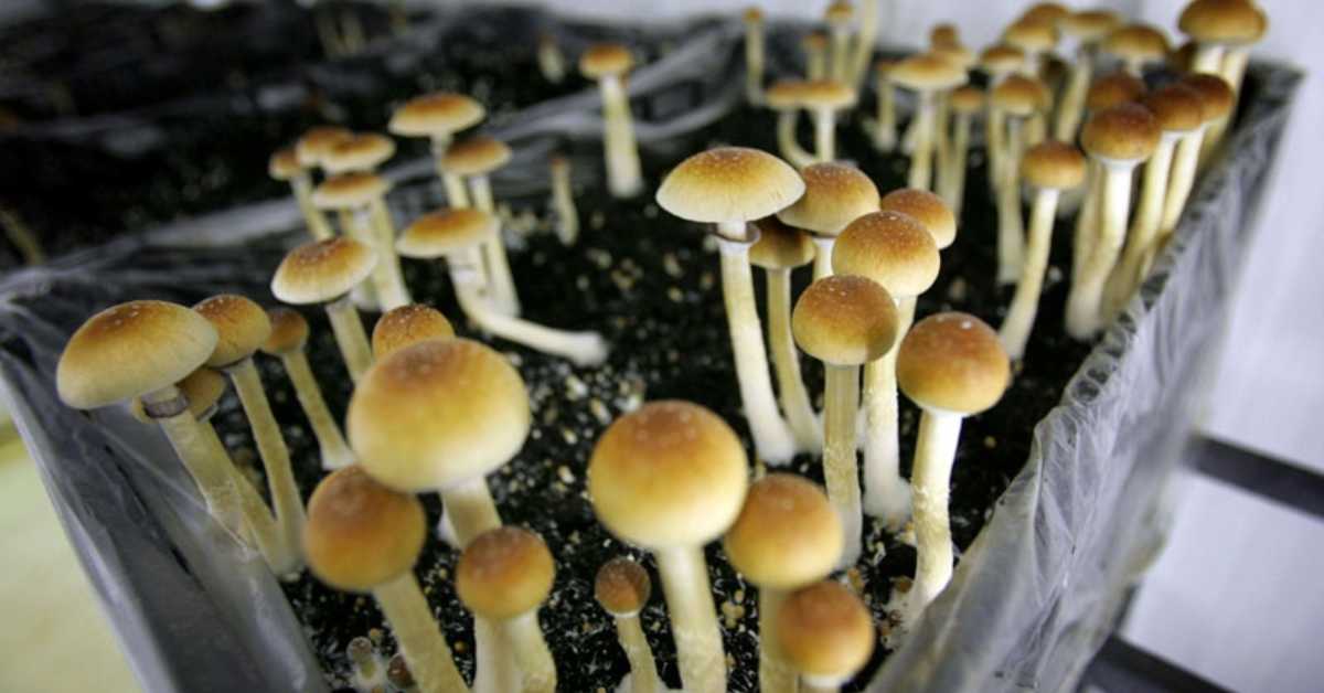 Oregon Issues First License to Manufacture Psychedelic Mushrooms
