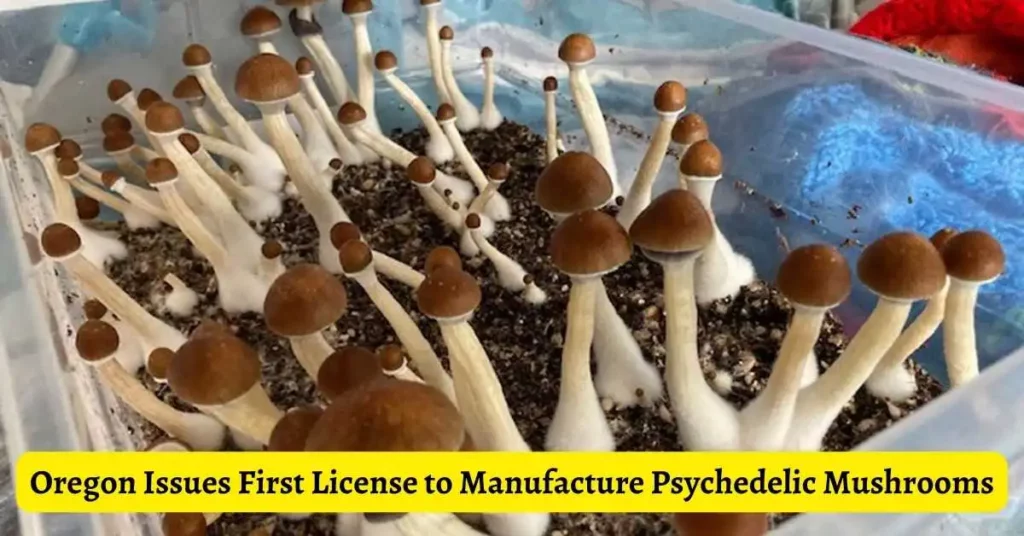 Oregon Issues First License to Manufacture Psychedelic Mushrooms