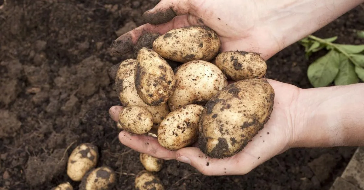 Oregon Legislature Considers Naming Potato as Official Veggie 