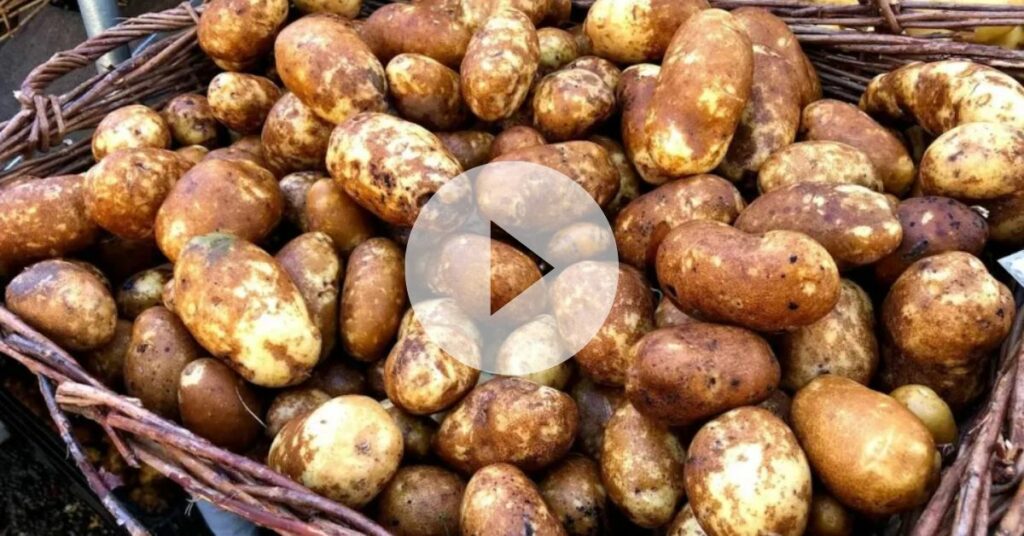 Oregon Legislature Considers Naming Potato as Official Veggie