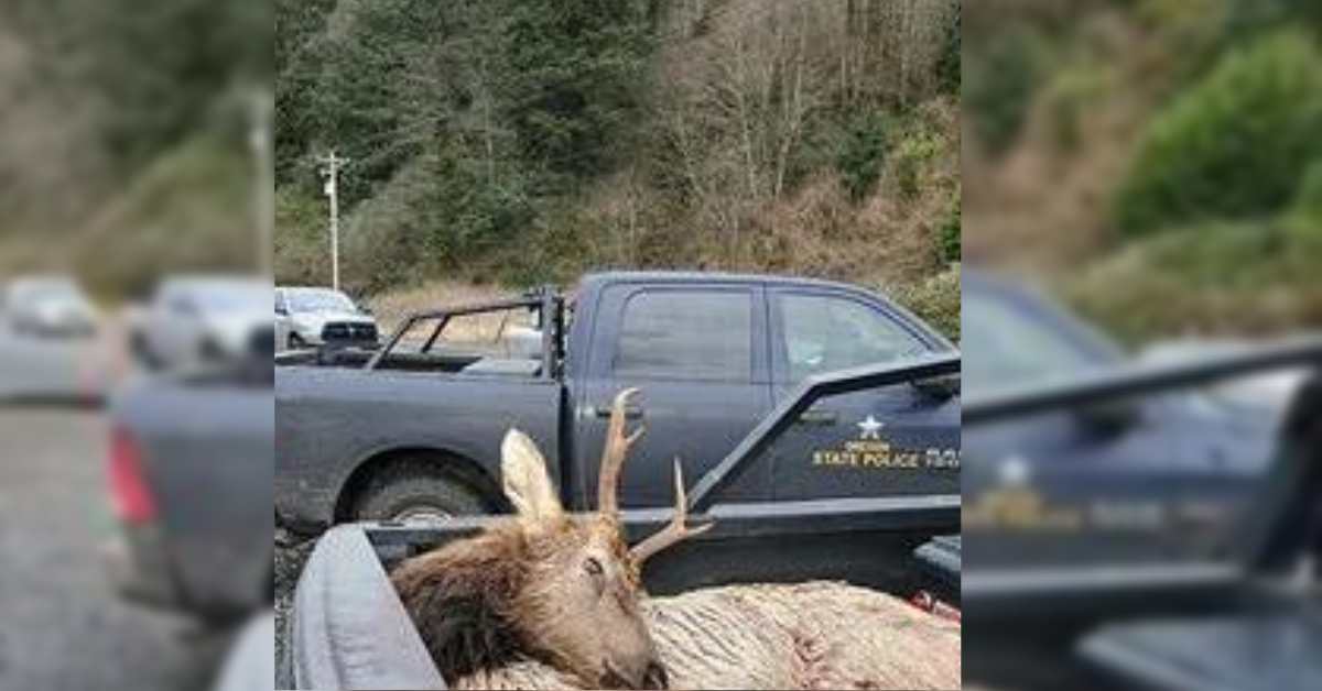 Oregon Man Convicted of illegally Shooting 'elk fever' 