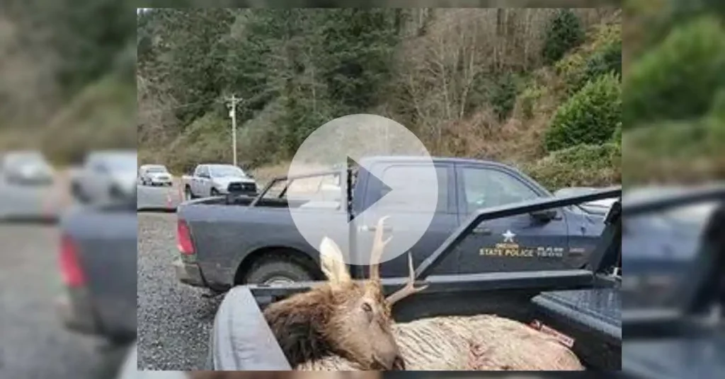Oregon Man Convicted of illegally Shooting 'elk fever'