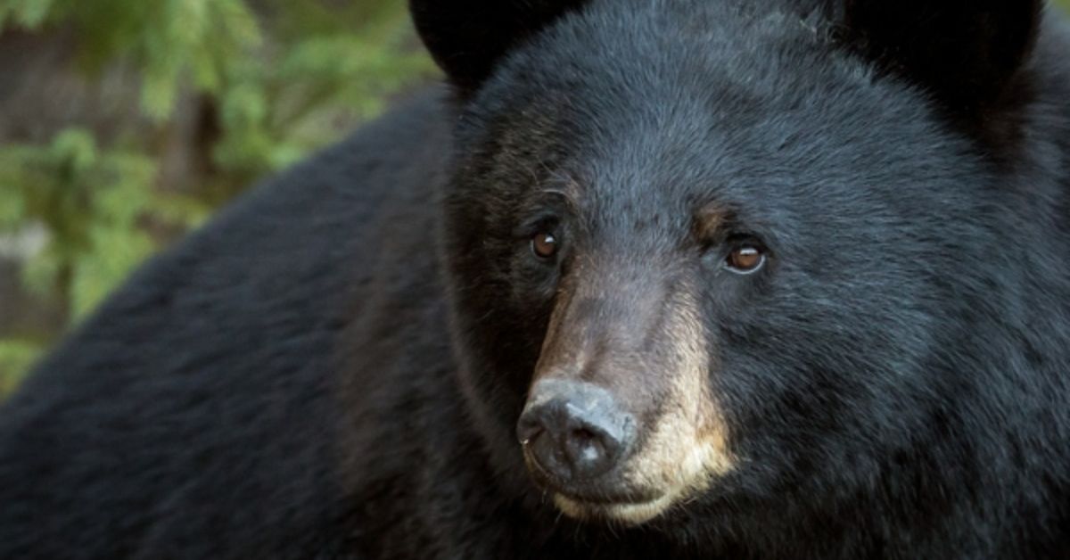 Oregon Spring Bear Hunters Must Claim Tags by March 31st 