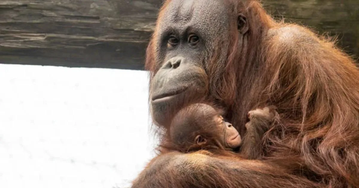 Oregon Zoo and Wine by Joe Celebrate Baby Orangutan's Birthday 