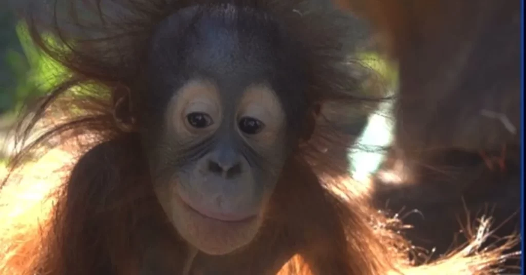 Oregon Zoo and Wine by Joe Celebrate Baby Orangutan's Birthday