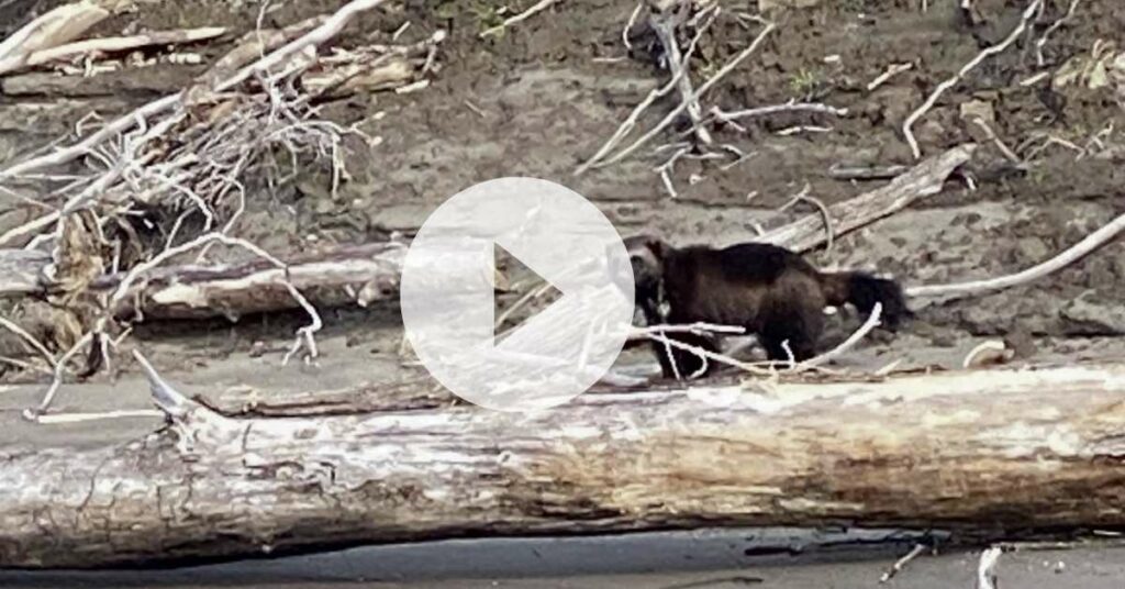 Rare Wolverine Spotted Outside Oregon Mountains After 30 Year