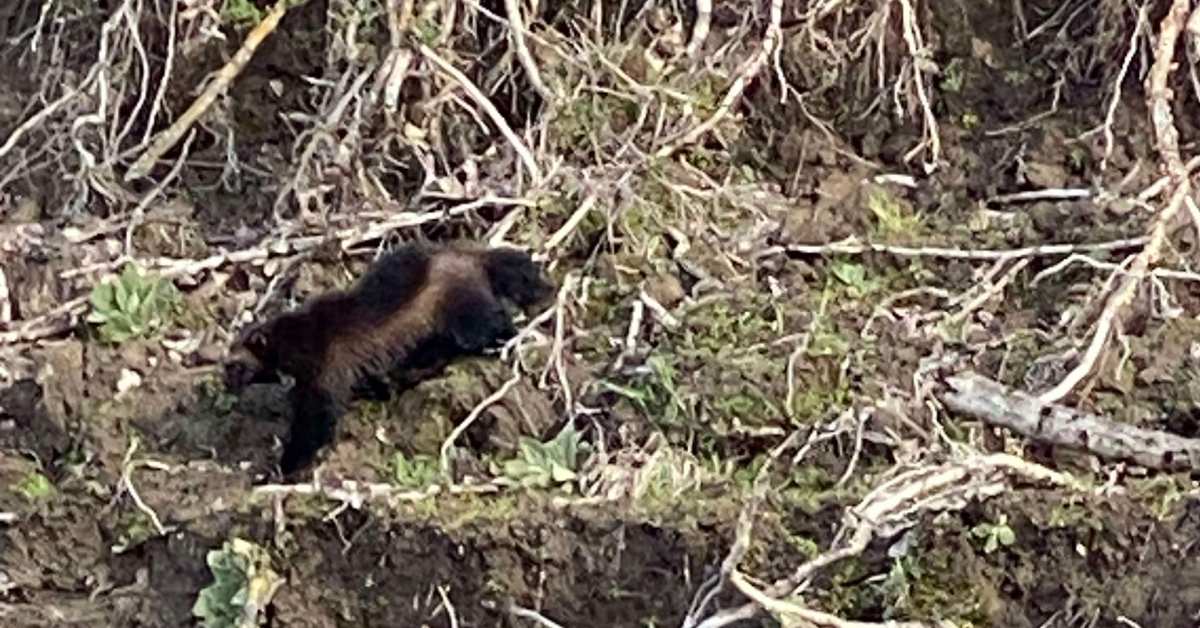 Rare Wolverine Spotted Outside Oregon Mountains After 30 Year 