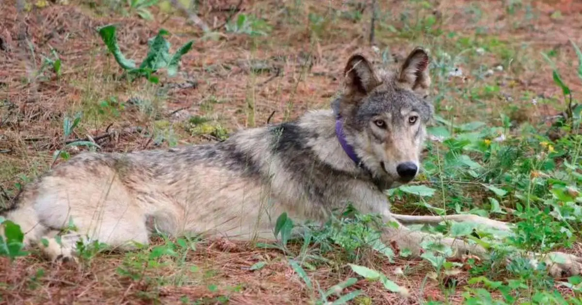 Where Was the Oregon Gray Wolf Found in California?