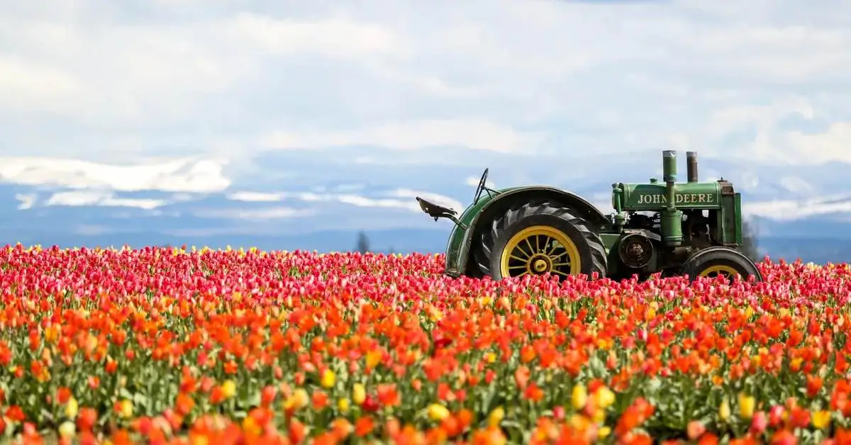 Wooden Shoe Tulip Festival Delayed a Week Due to the Long Winter in Oregon 