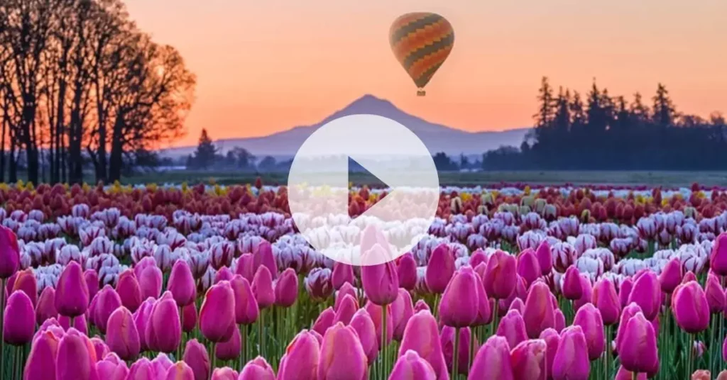 Wooden Shoe Tulip Festival Delayed a Week Due to the Long Winter in Oregon