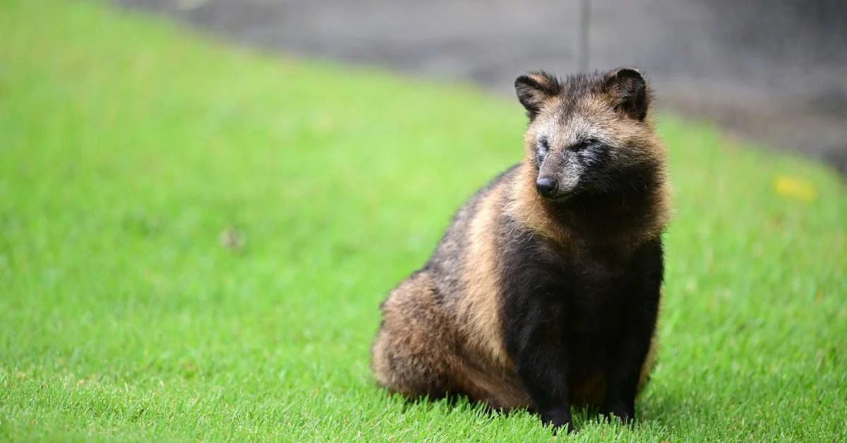 What Is A Raccoon Dog 