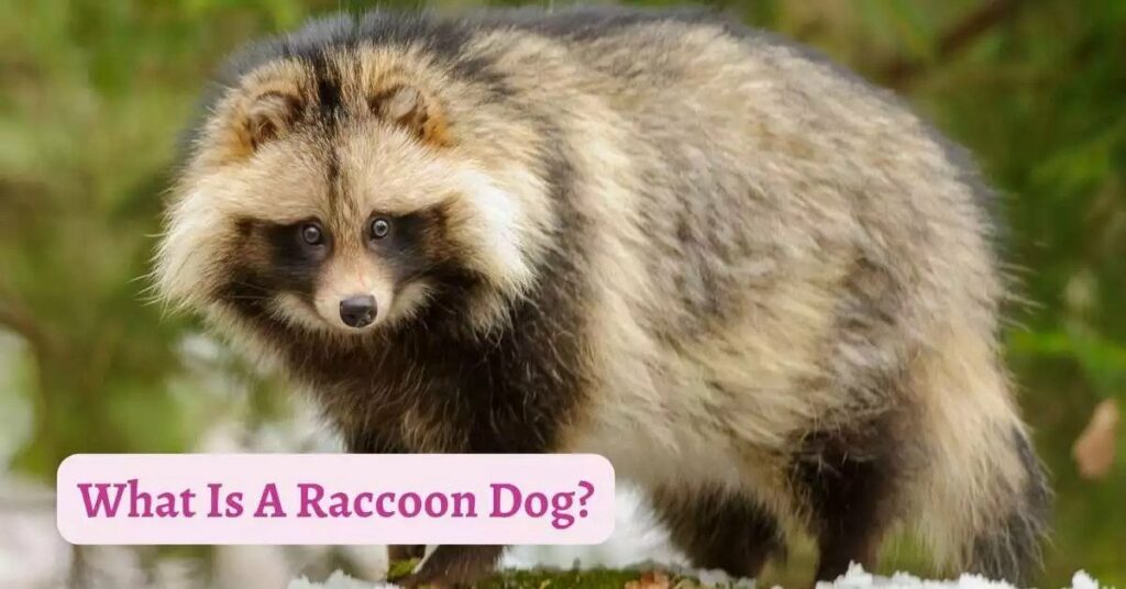 What Is A Raccoon Dog