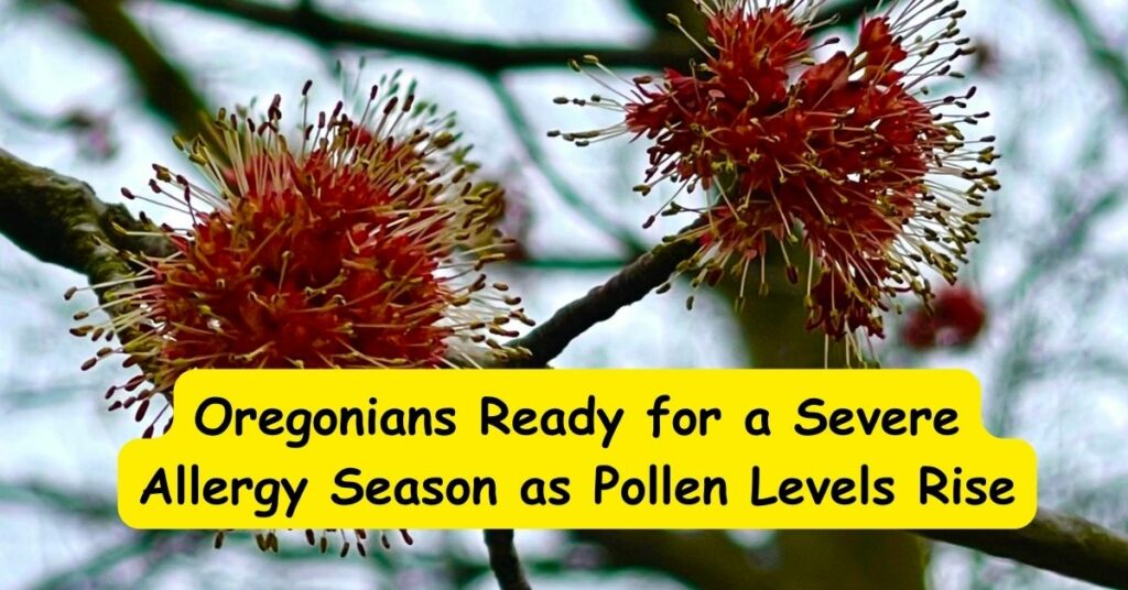 Oregonians Ready for a Severe Allergy Season as Pollen Levels Rise