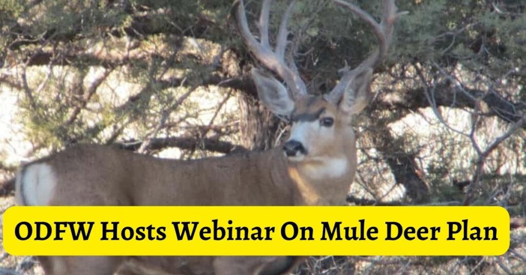 ODFW Hosts Webinar On Mule Deer Plan