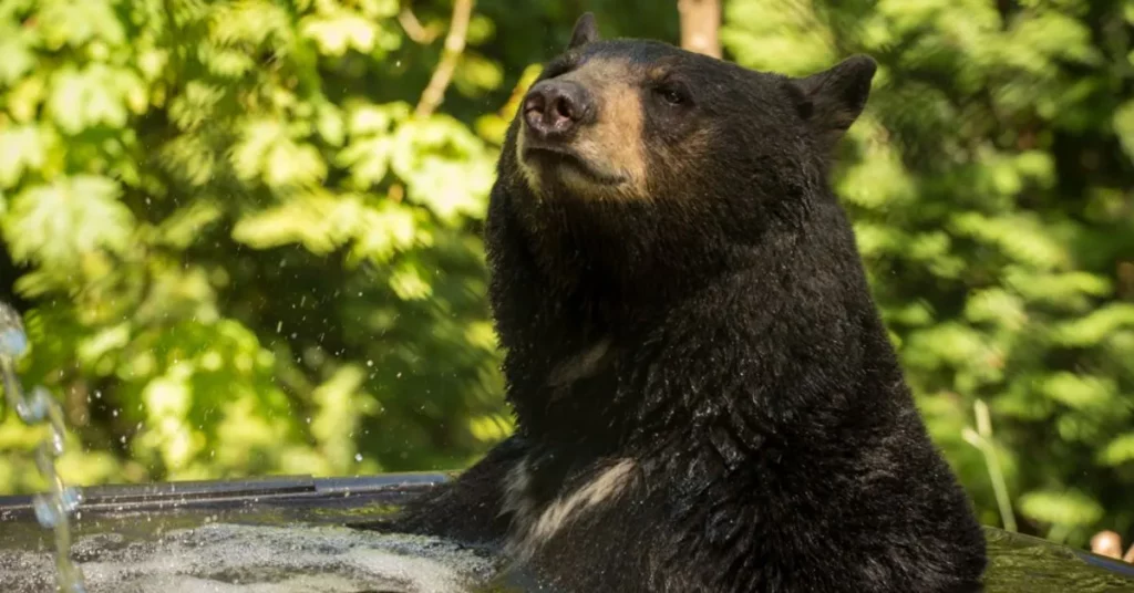 Oregon Zoo Mourns the Loss of a Beloved Black Bear