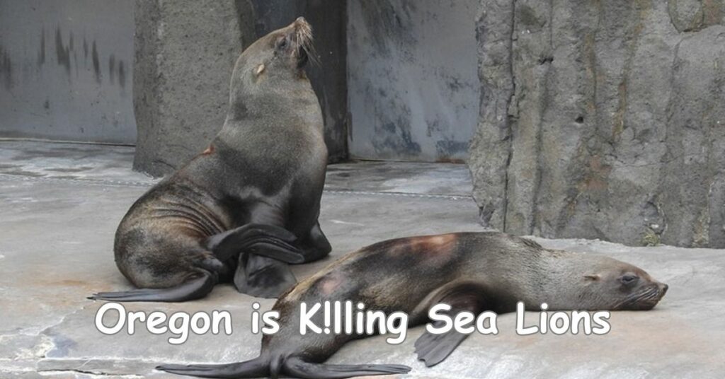 Oregon is K!lling Sea Lions