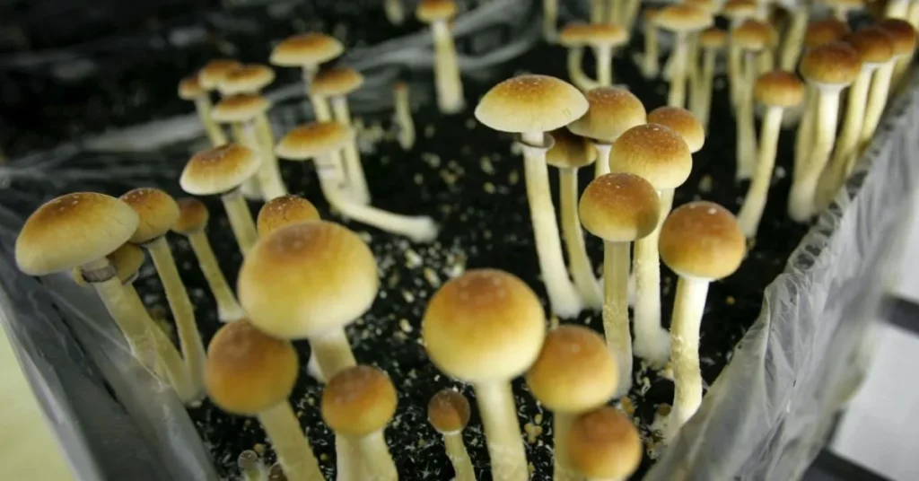 Oregon's Magic Mushroom Experiment Gains Momentum