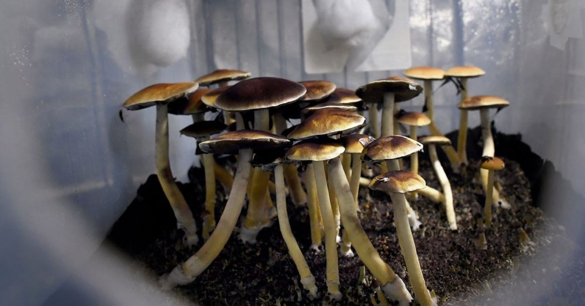 Oregon's Magic Mushroom Experiment Gains Momentum 