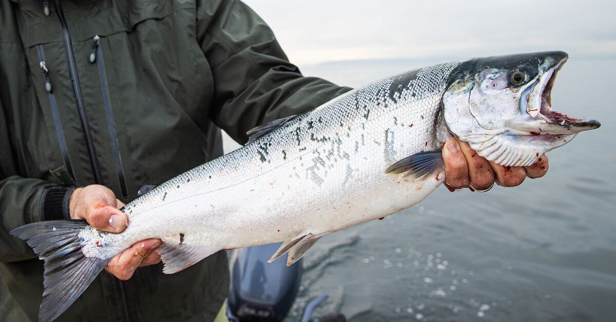 US Authorities Have Prohibited Salmon Fishing