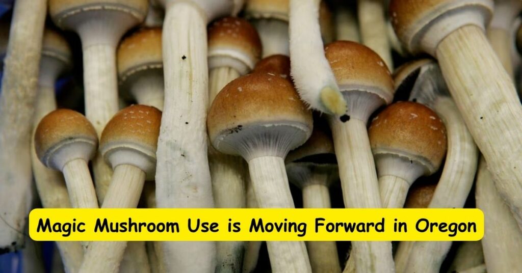 Magic Mushroom Use is Moving Forward in Oregon