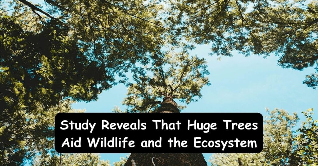 Study Reveals That Huge Trees Aid Wildlife and the Ecosystem