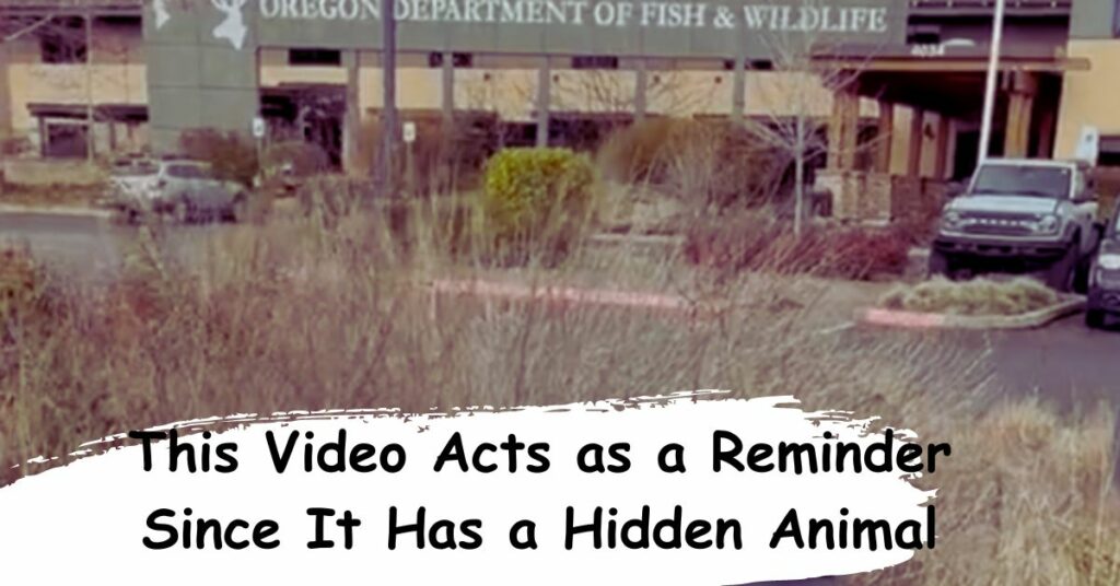 Video Acts as a Reminder Since It Has a Hidden Animal