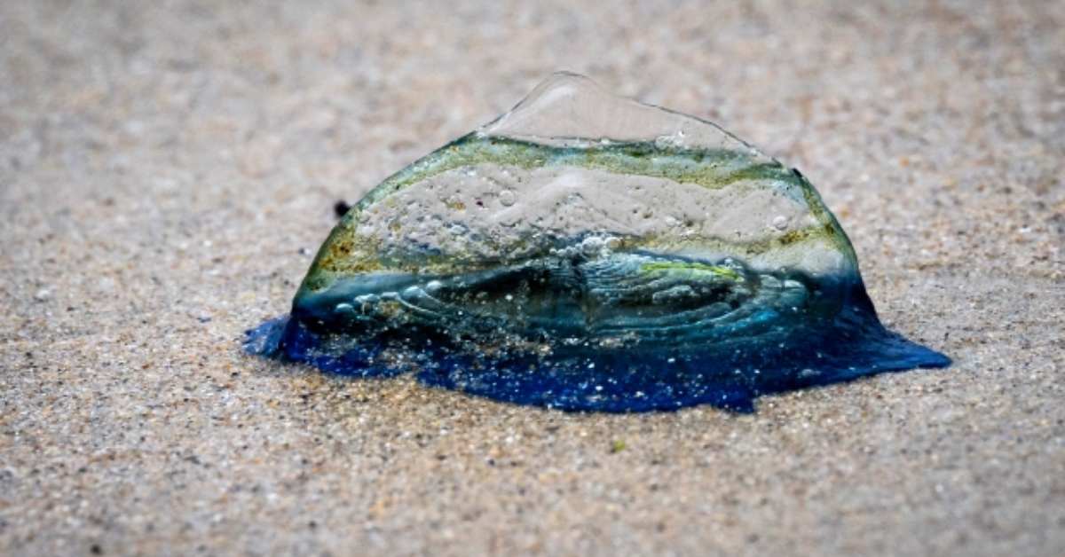 Thousands of Mysterious Sea Creatures Wash Up on Beaches 
