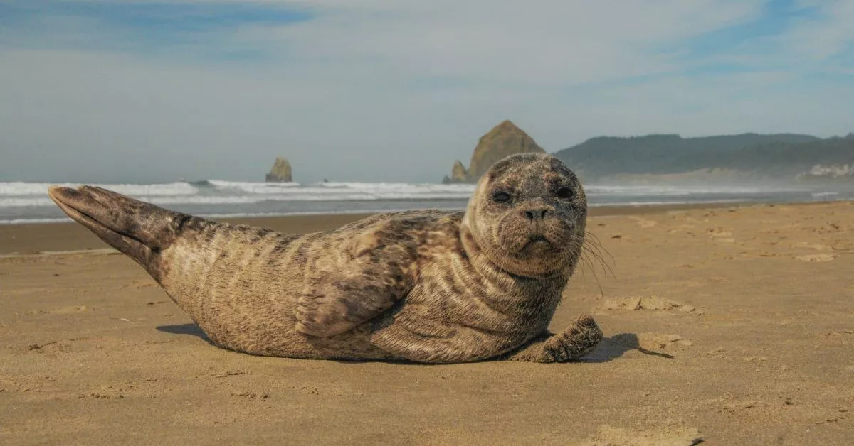 Seaside Aquarium Reminds Public to Give Harbor Seal Pups Space