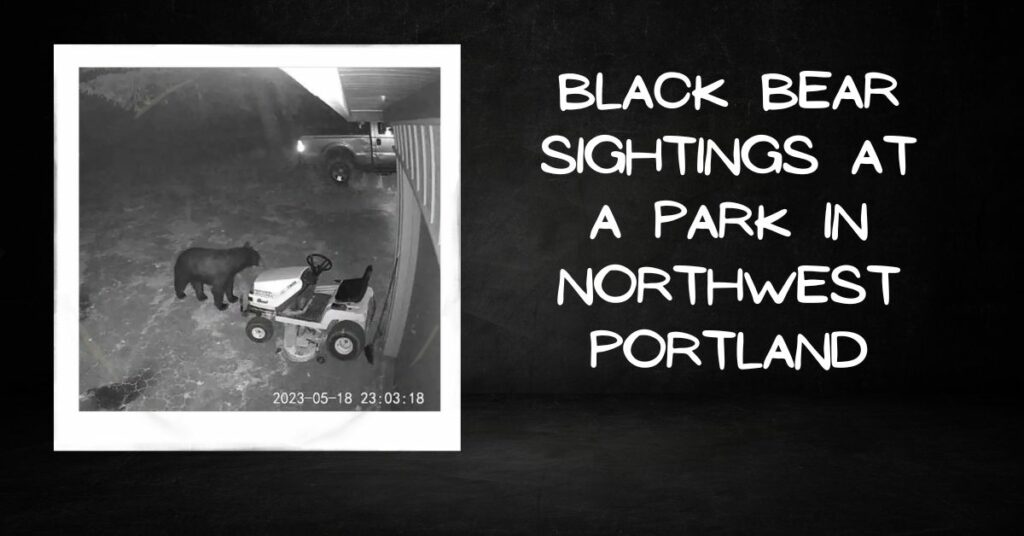 Black Bear Sightings at a Park in Northwest Portland