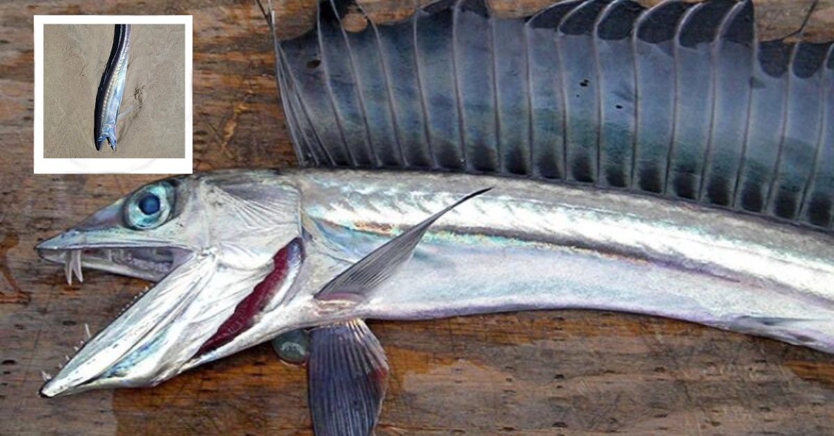 Scientists Have Been Baffled Cannibal Fish on the Oregon Coast
