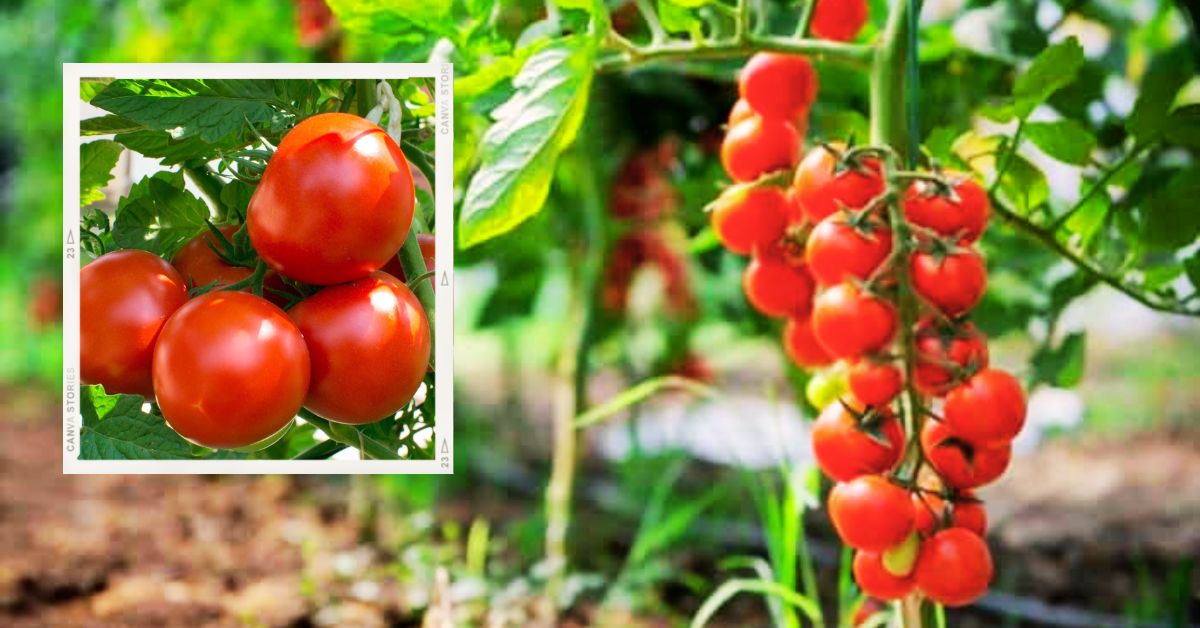 Seeding Success at the Perfect Time When to Plant Tomatoes in Oregon