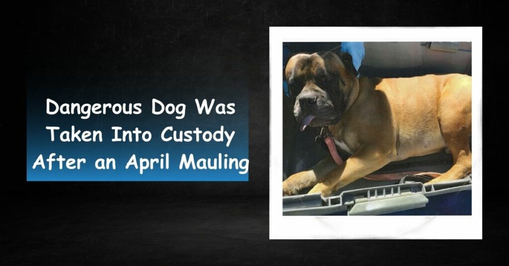 Dangerous Dog Was Taken Into Custody After an April Mauling
