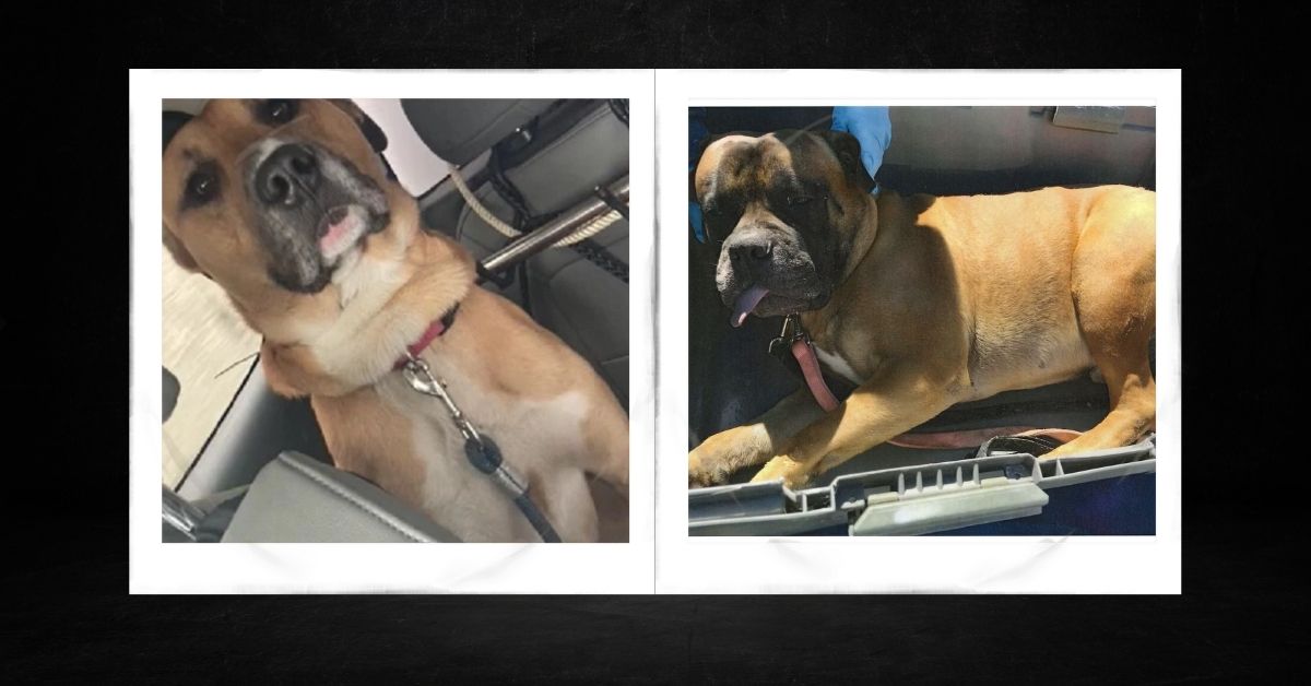 Dangerous Dog Was Taken Into Custody After an April Mauling