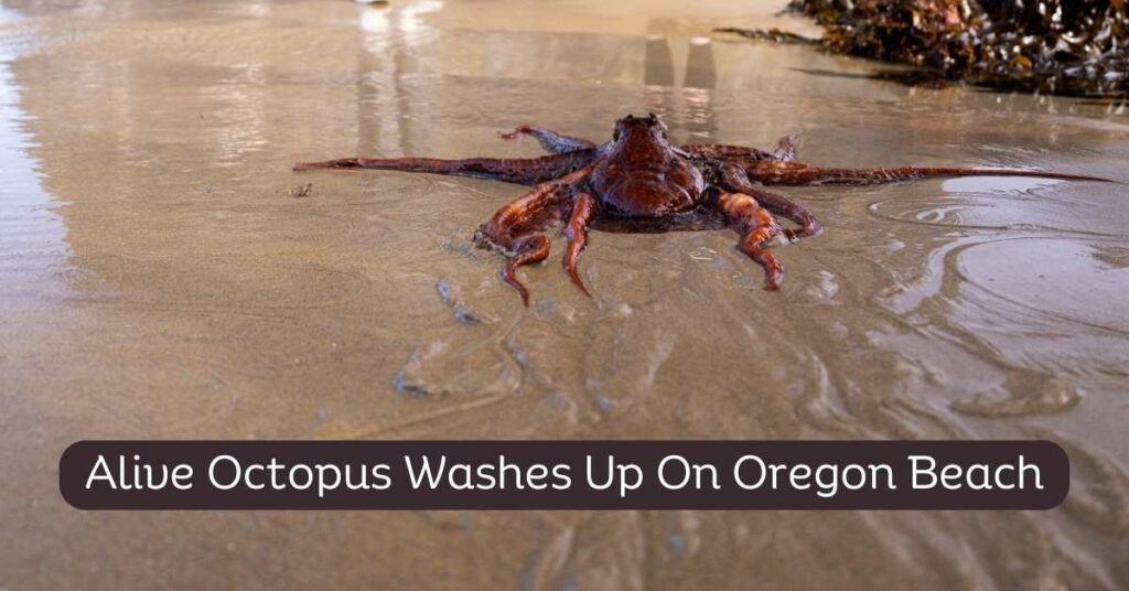 Alive Octopus Washes Up On Oregon Beach