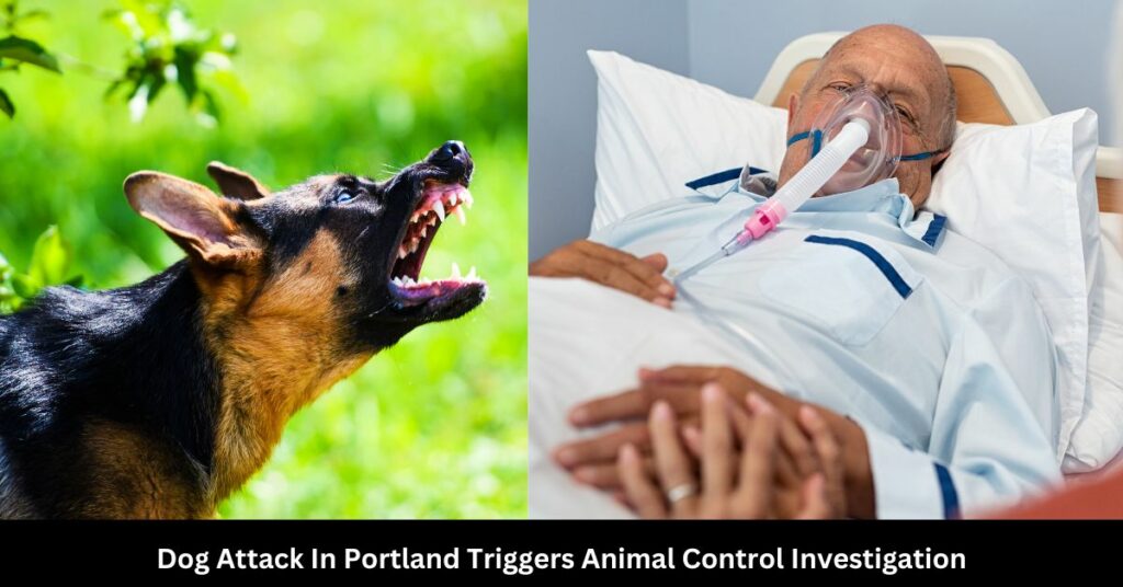 Dog Attack In Portland Triggers Animal Control Investigation