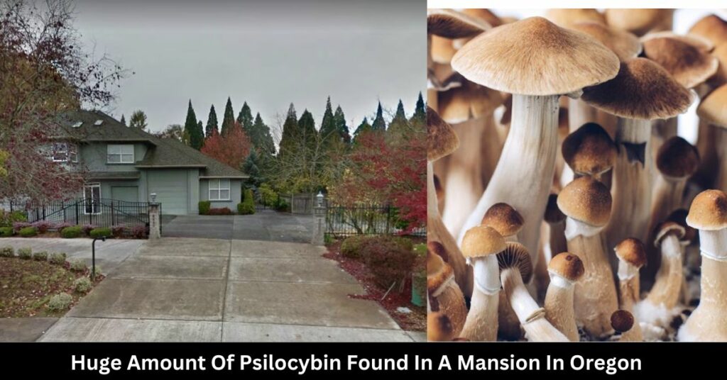 Huge Amount Of Psilocybin Found In A Mansion In Oregon