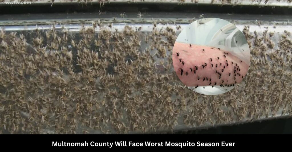 Multnomah County Will Face Worst Mosquito Season Ever