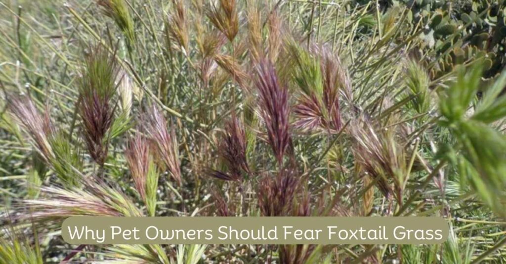 Why Pet Owners Should Fear Foxtail Grass 1