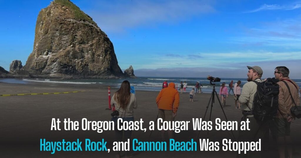 At the Oregon Coast, a Cougar Was Seen at Haystack Rock, and Cannon Beach Was Stopped