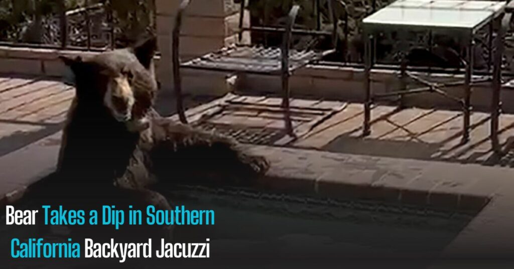 Bear Takes a Dip in Southern California Backyard Jacuzzi