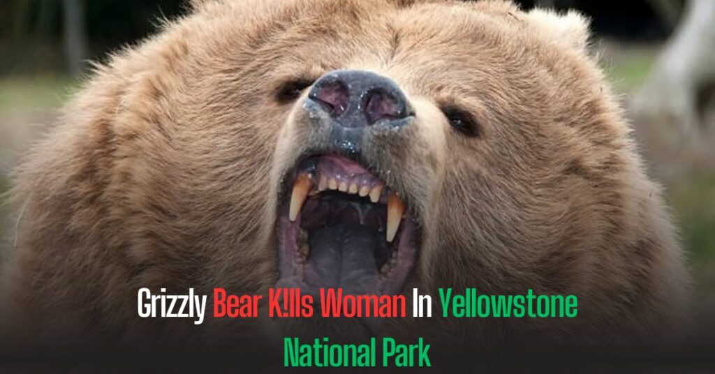 Grizzly Bear Kills Woman In Yellowstone National Park