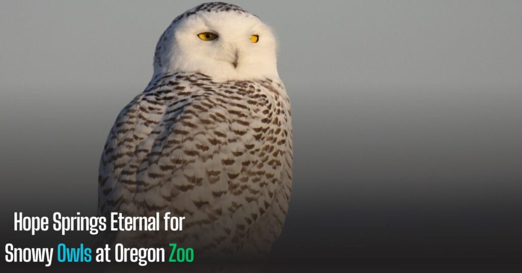 Hope Springs Eternal for Snowy Owls at Oregon Zoo