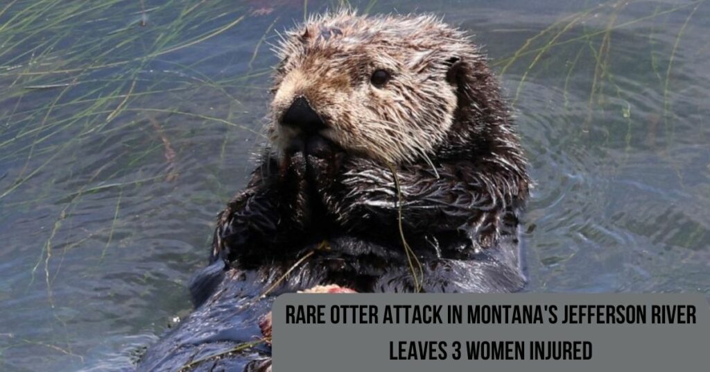 Rare Otter Attack In Montana's Jefferson River Leaves 3 Women Injured